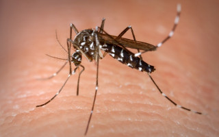 Tocantins é o estado brasileiro com maior incidência de casos prováveis de dengue