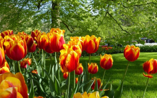 O estilo paisagístico inglês ainda constitui a base de Keukenhof