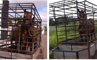 Ao todo, 12 animais de grande porte foram capturados em 2019
