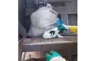 Gatinho sendo resgatado por gari.