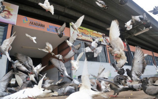 As enfermidades podem ser transmitidas pelas fezes, piolhos e penas desses animais