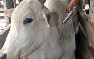 Criadores deverão utilizar a nova vacina de 2 ml que já pode ser adquirida em lojas veterinárias licenciadas