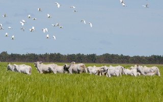 Curso visa dar suporte às atividades de manejo, análise econômica e planejamento dos componentes florestais em ILPF