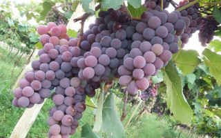 As uvas produzidas no estado chegam a 22% de açúcar, enquanto que em outras regiões do país, como o sul, o máximo de açúcar da fruta é de 17 %.