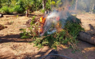 Operação do Gaeco resulta na apreensão de mais de 10 mil pés de maconha