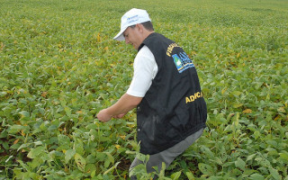 Erradicação de pragas colabora com a qualidade das sementes de soja