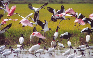 Região do Cantão possui cerca de 500 espécies de aves 