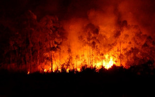 Incêndio atinge vegetação na capital Palmas