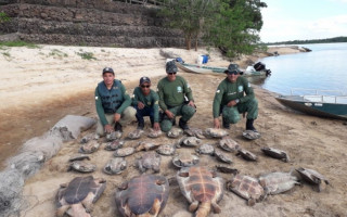 Animais foram devolvidos à natureza