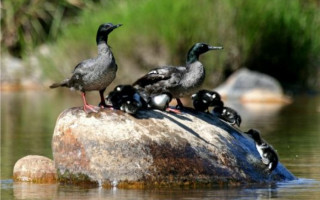 Pato-mergulhão (Mergus octosetaceus)