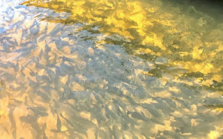 Os peixes serão soltos por etapas de 10 mil mensalmente.