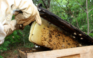 Tocantins apresenta grande potencial na produção de mel