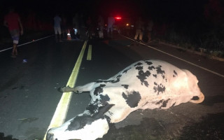 Corpo do trabalhador ficou no meio da pista após colisão com animal 