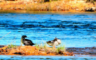 Casal de pato-mergulhão localizado durante a expedição no Jalapão.