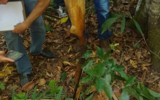 Espingarda usada pela vítima. 