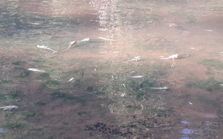 Moradores registram mortantade de peixes no Rio Lontra em Araguaína