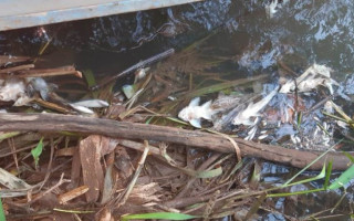Peixes mortos nas margens do Rio Lontra em Araguaína. 