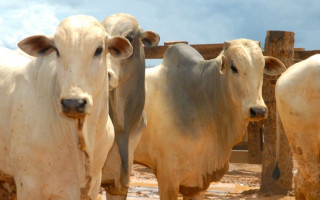 Nesta 2ª fase da campanha contra febre aftosa, somente os animais com até 24 meses de idade serão vacinados.
