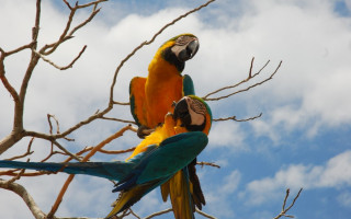 O Jalapão está entre as regiões do Estado com grande potencial para a observação de aves