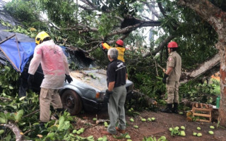 Parte de mangueira cai em cima de carro de vendedor de melancia