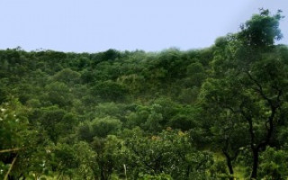 Segundo dados do Prodes, o Tocantins reduziu o desmatamento em 16% entre 2018 e 2019.