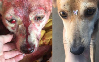 Antes e depois de cadela agredida com marretadas na cabeça 