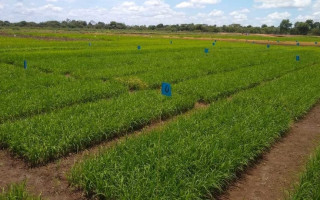 Centro de Pesquisa Agroambiental de Várzea está em fase final de plantio para dez novos ensaios experimentais com arroz irrigado
