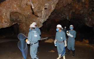 Técnicos da Adapec fazendo captura de morcegos 