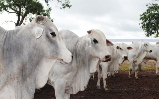 O produtor rural tem até o dia 10 de dezembro para declarar o rebanho vacinado.