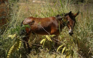 A carroça foi encontrada abandonada na rua e o burro estava em um lote próximo a casa do avô do suspeito