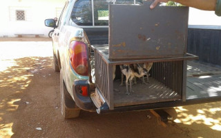 A PM transportou os filhotes de ema para o Cetas em Palmas.