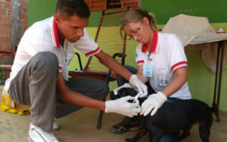 Coleta de sangue gratuita em cães está sendo realizada nos bairros com maior índice de casos.