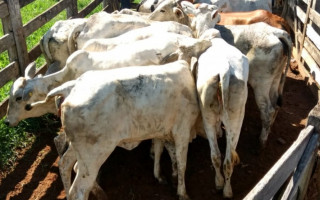 Animais furtados em Ponte Alta do Bom Jesus seriam leiloadas em Palmeirópolis.