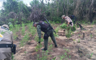 Plantação foi localizada em ilha no rio Araguaia, em Aragominas.