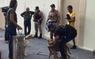 Ao todo, 11 animais foram encontrados dentro de uma casa em Araguaína 