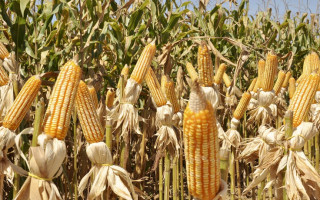  Região tem uma dinâmica diferenciada de crescimento agrícola 