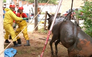 Animal entrou no quintal de casa, passou por cima da tampa da fossa e caiu