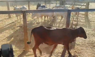 Polícia Civil recuperou 23 cabeças de gado furtadas e apreendeu o caminhão utilizado no transporte dos animais.