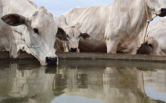 Água limpa e de fácil acesso influencia não apenas o desempenho zootécnico, mas também a saúde, a reprodução e o bem-estar dos animais.