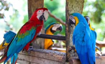  Local possui atualmente cerca 150 animais, entre várias espécies de aves, macacos, veados e outros