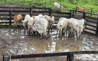 Os animais foram recuperados depois de ação rápida da PMTO. 