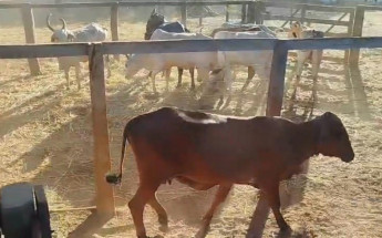 Polícia Civil recuperou 23 cabeças de gado furtadas e apreendeu o caminhão utilizado no transporte dos animais.