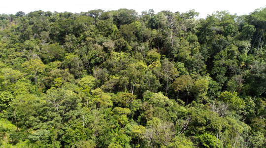 Governo do Tocantins confirma queda expressiva de 33,6% na área desmatada em 2024 e resultado é considerado um dos principais indicadores positivos no combate ao desmatamento ilegal no estado