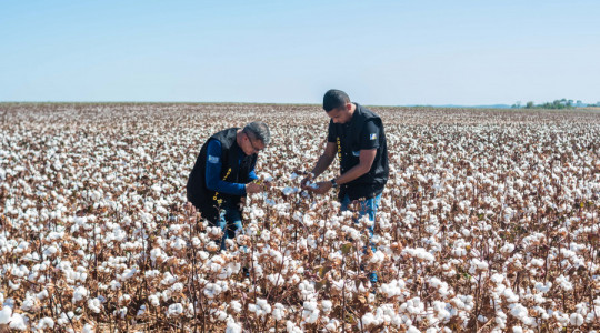 A Adapec é o órgão estadual que fiscaliza a produção, beneficiamento, armazenamento, transporte ou comercializem algodão e seus subprodutos no Tocantins.