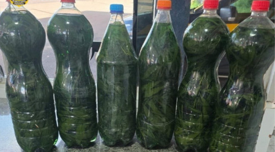 Garrafas com líquido de odor alcoólico e material vegetal semelhante à maconha foram apreendidas pela PRF na BR-153, em Paraíso do Tocantins