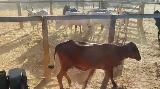 Polícia Civil recuperou 23 cabeças de gado furtadas e apreendeu o caminhão utilizado no transporte dos animais.