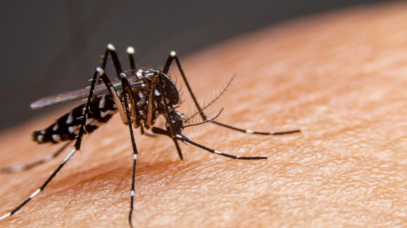 Hospital de Doenças Tropicais da UFNT (HDT-UFNT) registra aumento na demanda por atendimentos relacionados à dengue em Araguaína