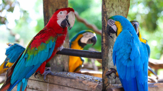  Local possui atualmente cerca 150 animais, entre várias espécies de aves, macacos, veados e outros