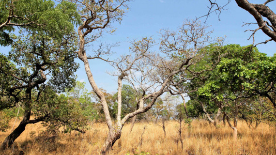 Acordo prevê restauração de 3.314,45 hectares de vegetação nativa do cerrado. 