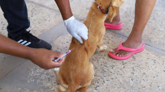 A vacinação é destinada a cães e gatos em bom estado de saúde a partir dos três meses de idade, não havendo restrição para fêmeas gestantes ou amamentando.